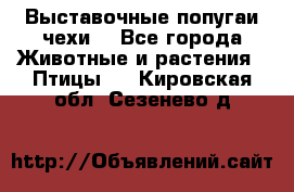 Выставочные попугаи чехи  - Все города Животные и растения » Птицы   . Кировская обл.,Сезенево д.